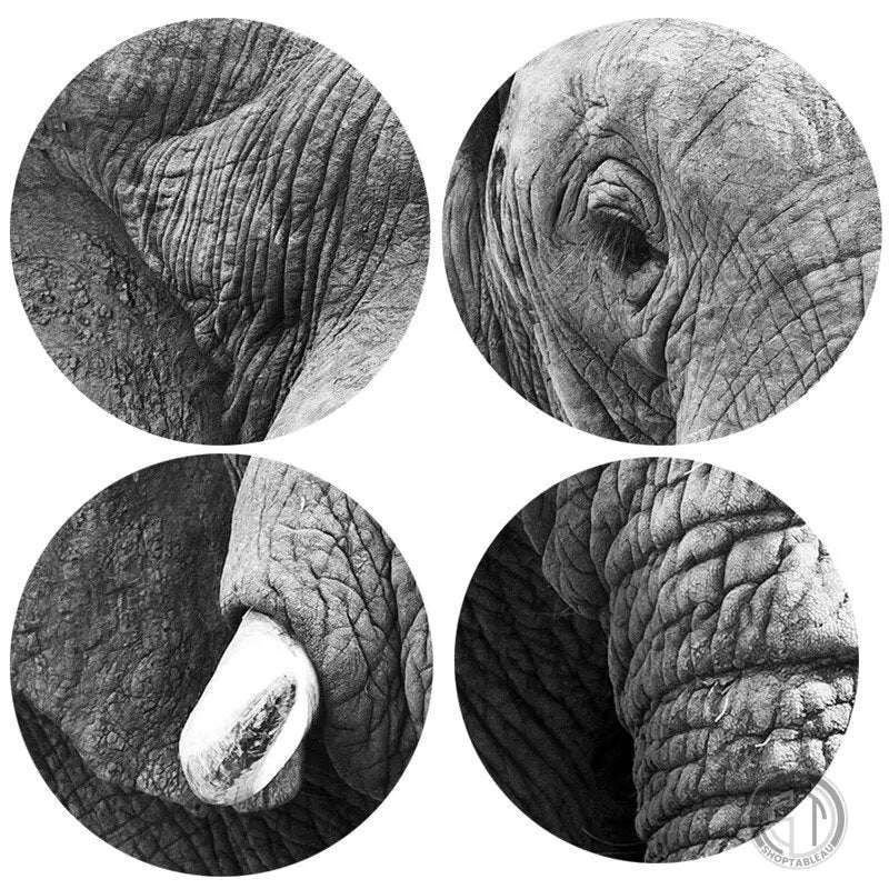 Tableau Éléphant