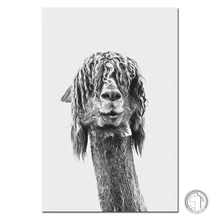 Toile Lama